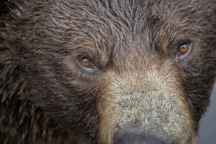 Framed Print : Ultra closeup of a brown bear at Fortress of the Bear, a Sitka rescue center