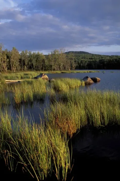 Framed Print : Umbagog Lake. Reeds. Northern Forest. The Rapid River empties into Umbagog Lake Framed Print : Umbagog Lake. Reeds. Northern Forest. The Rapid River empties into Umbagog Lake