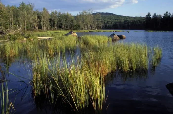 Framed Print : Umbagog Lake. Reeds. Northern Forest. The Rapid River empties into Umbagog Lake