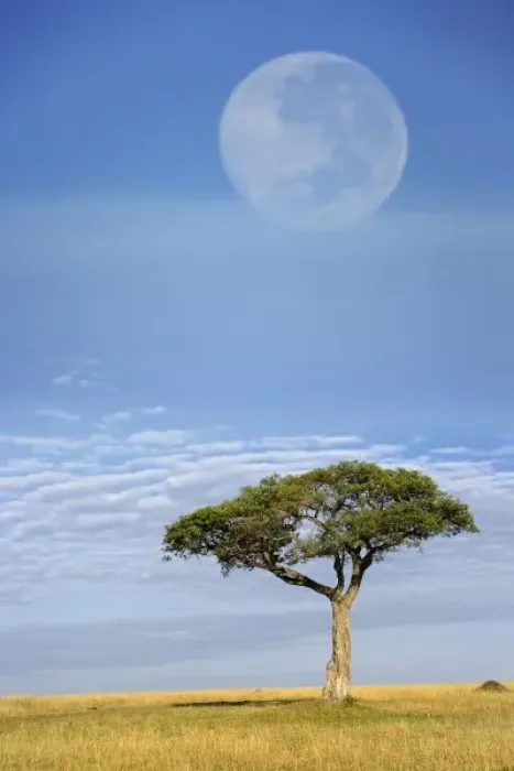 Framed Print : Umbrella Thorn Acacia, Acacia tortilis, and full moon, Masai Mara Game Reserve, Kenya Framed Print : Umbrella Thorn Acacia, Acacia tortilis, and full moon, Masai Mara Game Reserve, Kenya