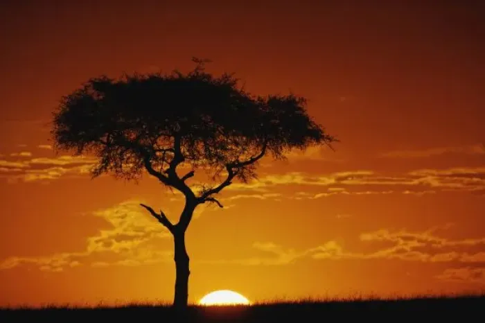 Framed Print : Umbrella Thorn Acacia, Acacia tortilis, silhouetted at sunrise, Masai Mara Game Reserve