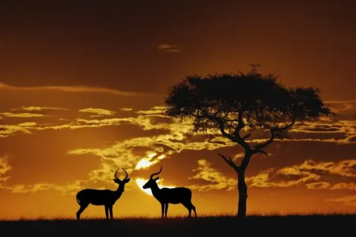 Framed Print : Umbrella Thorn Acacia, Acacia tortilis, and two male Impala, Aepyceros melampus silhouetted