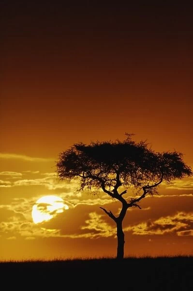 Umbrella Thorn Acacia, Acacia tortilis, silhouetted at sunrise, Masai Mara Game Reserve