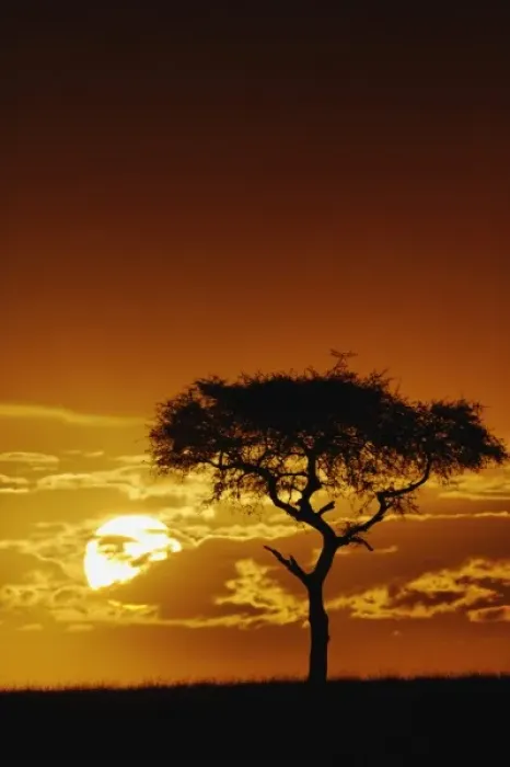 Framed Print : Umbrella Thorn Acacia, Acacia tortilis, silhouetted at sunrise, Masai Mara Game Reserve Framed Print : Umbrella Thorn Acacia, Acacia tortilis, silhouetted at sunrise, Masai Mara Game Reserve