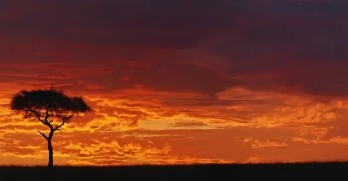 Framed Print : Umbrella Thorn Acacia, Acacia tortilis, silhouetted at sunrise, Masai Mara Game Reserve