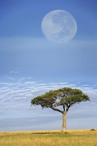 Umbrella Thorn Acacia, Acacia tortilis, and full moon, Masai Mara Game Reserve, Kenya
