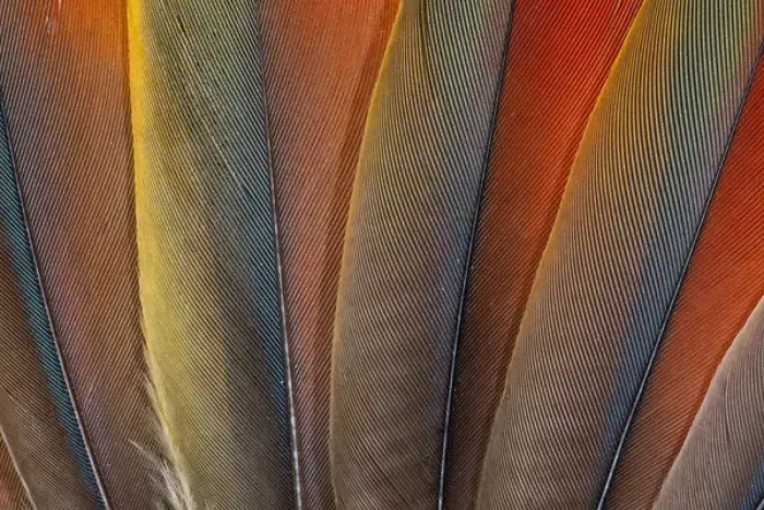 Framed Print : Underside wing coloration of the Scarlet Macaw Framed Print : Underside wing coloration of the Scarlet Macaw