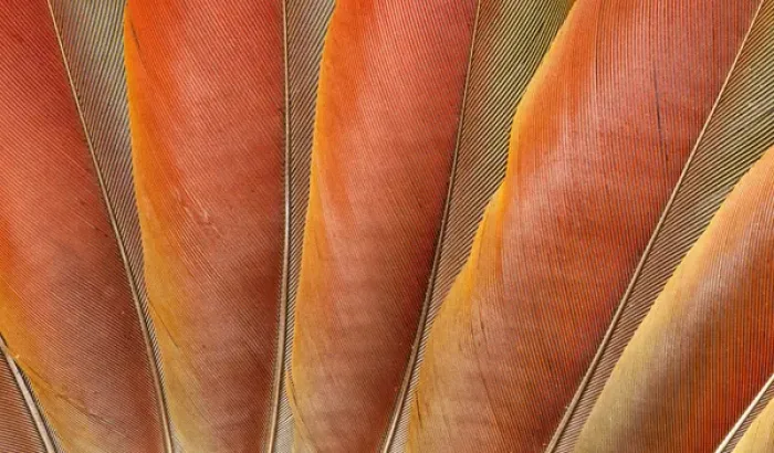 Framed Print : Underside wing coloration of the Scarlet Macaw