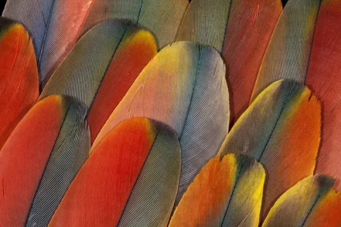 Framed Print : Underside wing coloration of the Scarlet Macaw