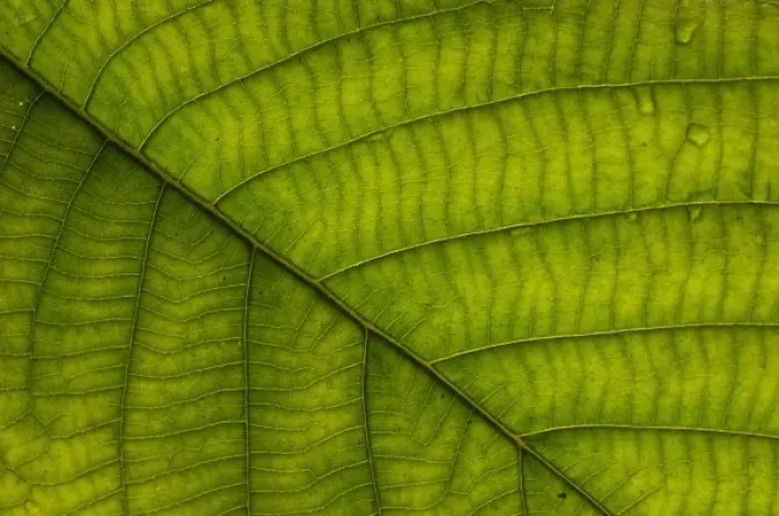 Framed Print : Understory plant detail (Fam: Melastomaceae), Mindo Cloud Forest, Ecuador, South America Framed Print : Understory plant detail (Fam: Melastomaceae), Mindo Cloud Forest, Ecuador, South America