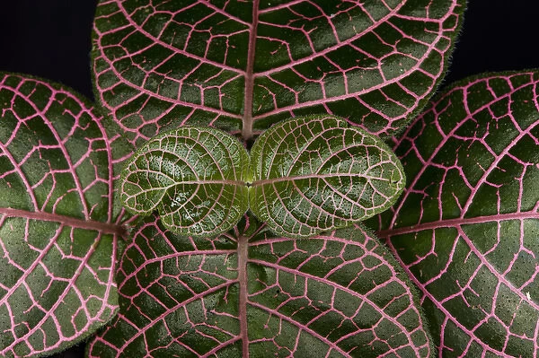 Understory Plants, Yasuni National Park, Amazon Rainforest ECUADOR. South America
