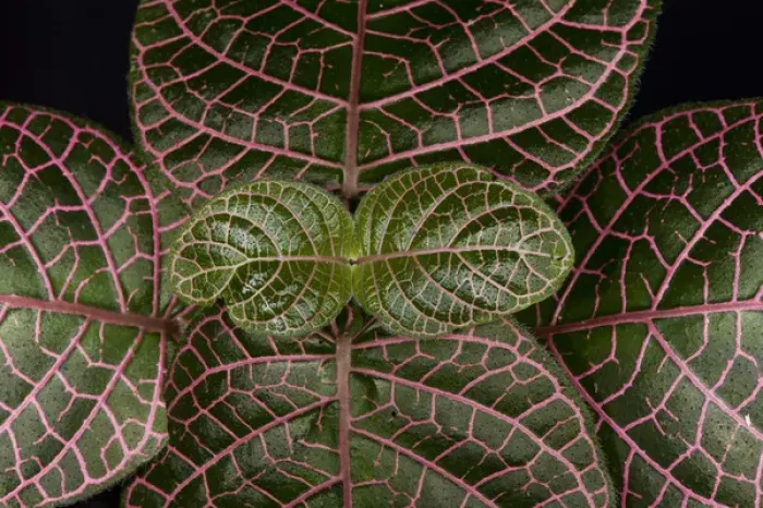 Framed Print : Understory Plants, Yasuni National Park, Amazon Rainforest ECUADOR. South America Framed Print : Understory Plants, Yasuni National Park, Amazon Rainforest ECUADOR. South America