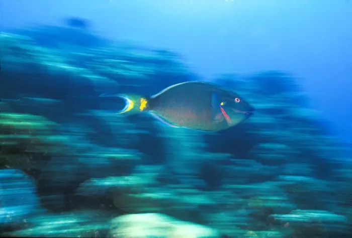 Framed Print : Underwater Motion Parrotfish, Bahamas Framed Print : Underwater Motion Parrotfish, Bahamas