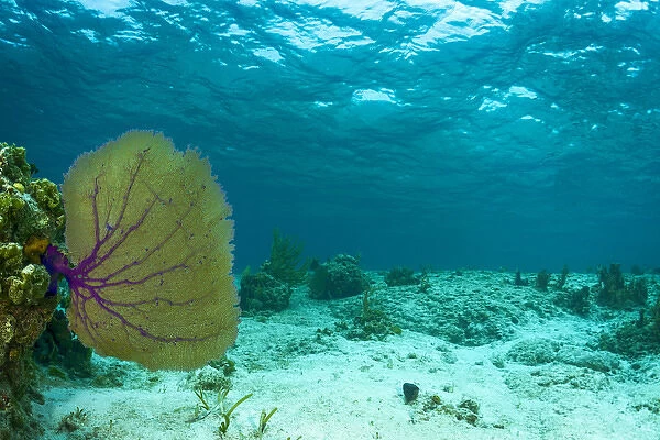 Underwater photograph of a purple sea fan near Staniel Cay, Exuma, Bahamas