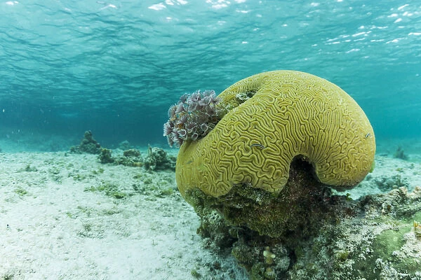 Underwater photograph of a small brain coral near Staniel Cay, Exuma, Bahamas