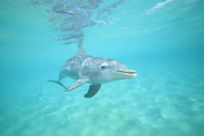 Framed Print : underwater view of Bottlenose Dolphin (Tursiops truncatus), Roatan, Bay Islands Framed Print : underwater view of Bottlenose Dolphin (Tursiops truncatus), Roatan, Bay Islands