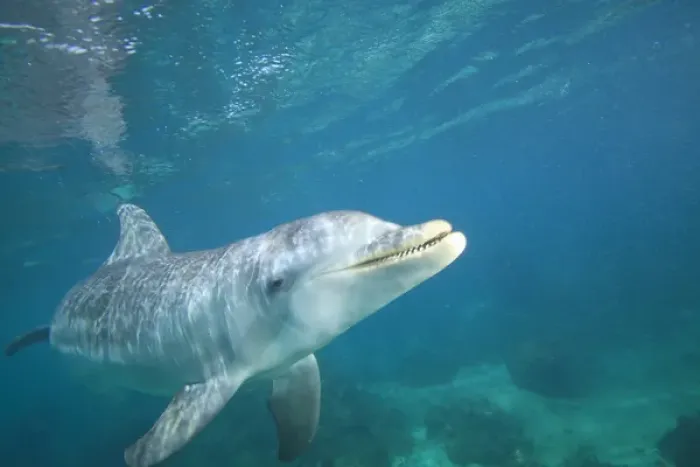 Framed Print : underwater view of Bottlenose Dolphin (Tursiops truncatus), Roatan, Bay Islands