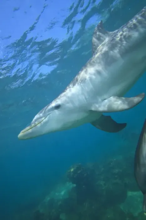 Framed Print : underwater view of Bottlenose Dolphins (Tursiops truncatus), Roatan, Bay Islands Framed Print : underwater view of Bottlenose Dolphins (Tursiops truncatus), Roatan, Bay Islands