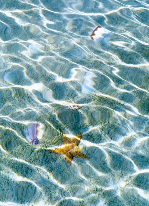 Framed Print : Underwater view of sea star and seashells, Bahamas