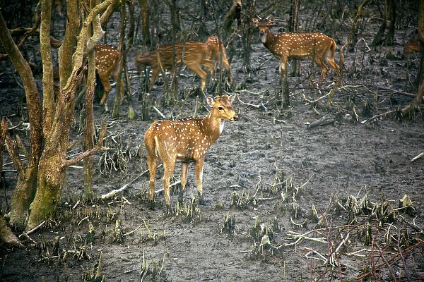 UNESCO, India, West Bengal, Sunderbans National Park World Heritage site and Biosphere Reserve