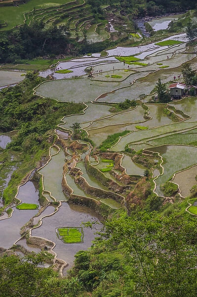 Unesco world heritage sight the rice terraces of Banaue, Northern Luzon, Philippines