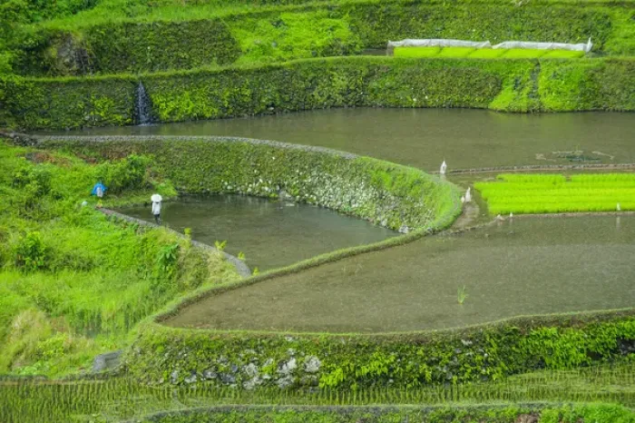 Framed Print : Unesco world heritage sight the rice terraces of Banaue, Northern Luzon, Philippines