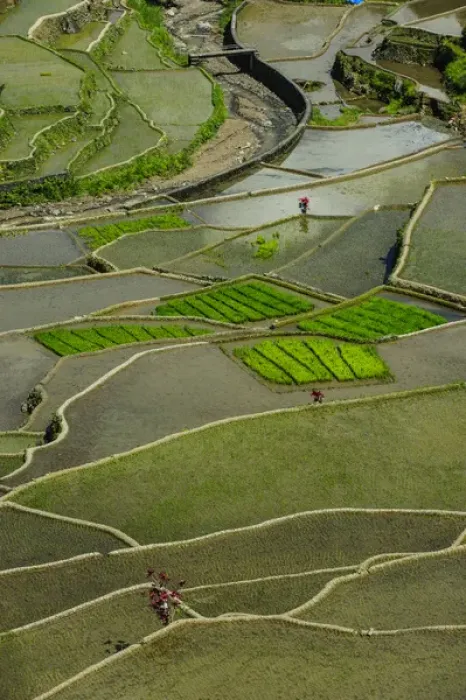 Framed Print : Unesco world heritage sight the rice terraces of Banaue, Northern Luzon, Philippines Framed Print : Unesco world heritage sight the rice terraces of Banaue, Northern Luzon, Philippines
