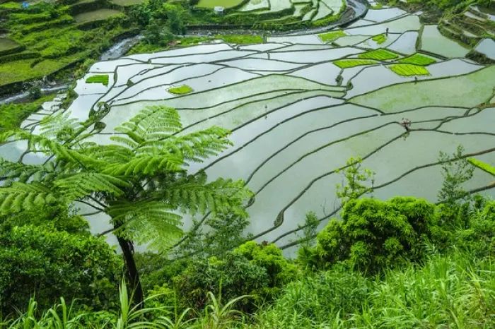 Framed Print : Unesco world heritage sight the rice terraces of Banaue, Northern Luzon, Philippines Framed Print : Unesco world heritage sight the rice terraces of Banaue, Northern Luzon, Philippines