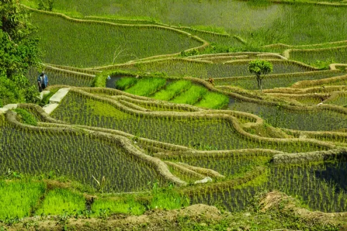 Framed Print : Unesco world heritage sight the rice terraces of Banaue, Northern Luzon, Philippines Framed Print : Unesco world heritage sight the rice terraces of Banaue, Northern Luzon, Philippines