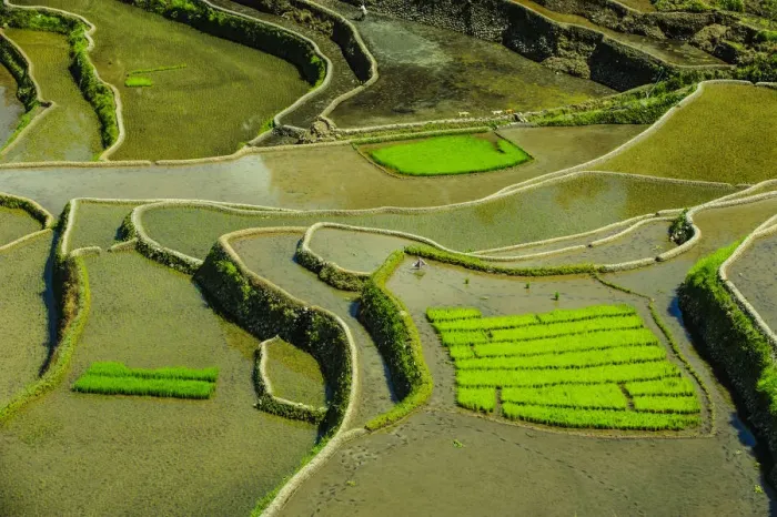 Framed Print : Unesco world heritage sight the rice terraces of Banaue, Northern Luzon, Philippines Framed Print : Unesco world heritage sight the rice terraces of Banaue, Northern Luzon, Philippines