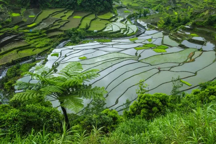 Framed Print : Unesco world heritage sight the rice terraces of Banaue, Northern Luzon, Philippines Framed Print : Unesco world heritage sight the rice terraces of Banaue, Northern Luzon, Philippines