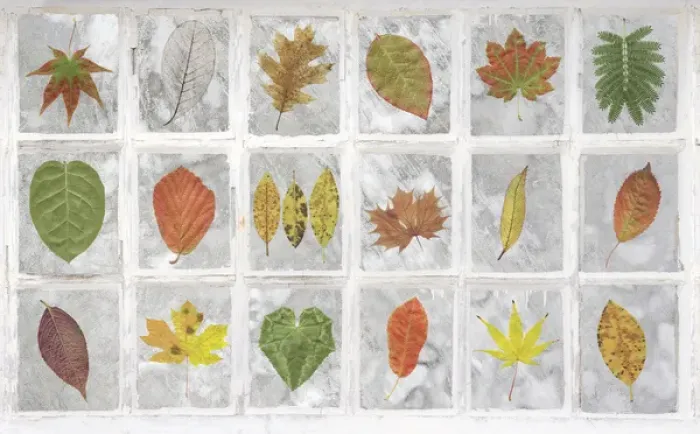Framed Print : United Kingdom, Falkland Islands, Stanley. Collage of leaves in windows. Credit as Framed Print : United Kingdom, Falkland Islands, Stanley. Collage of leaves in windows. Credit as
