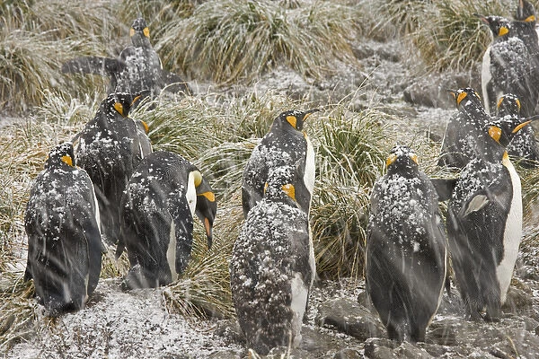 United Kingdom Territory, South Georgia Island, Salisbury Plain. King penguins in a snowstorm