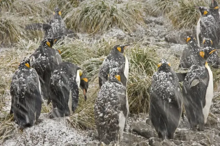 Framed Print : United Kingdom Territory, South Georgia Island, Salisbury Plain. King penguins in a snowstorm