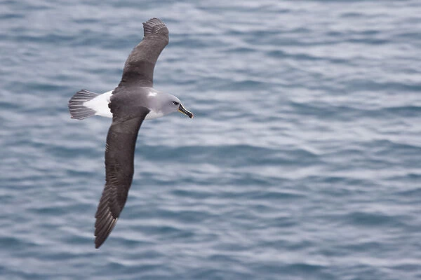 United Kingdom Territory, South Georgia Island. Gray-headed albatross glides over ocean