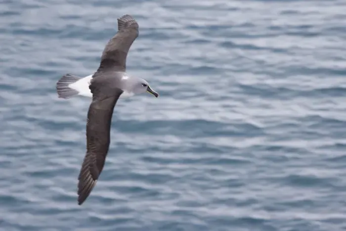 Framed Print : United Kingdom Territory, South Georgia Island. Gray-headed albatross glides over ocean Framed Print : United Kingdom Territory, South Georgia Island. Gray-headed albatross glides over ocean