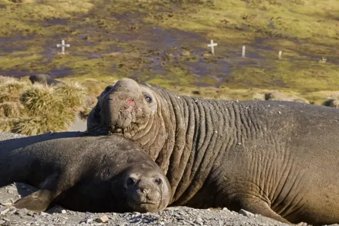 Framed Print : United Kingdom Territory, South Georgia Island. Bull elephant seal with harem female