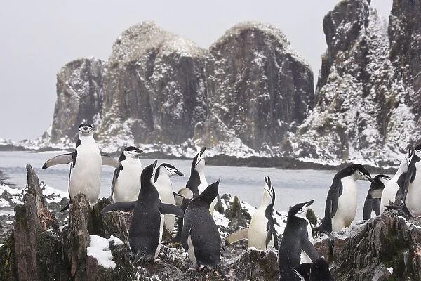 United Kingdom Territory, South Georgia Island, Cooper Bay. Chinstrap penguins on rocky ridge