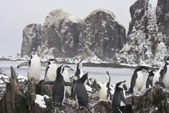 Framed Print : United Kingdom Territory, South Georgia Island, Cooper Bay. Chinstrap penguins on rocky ridge