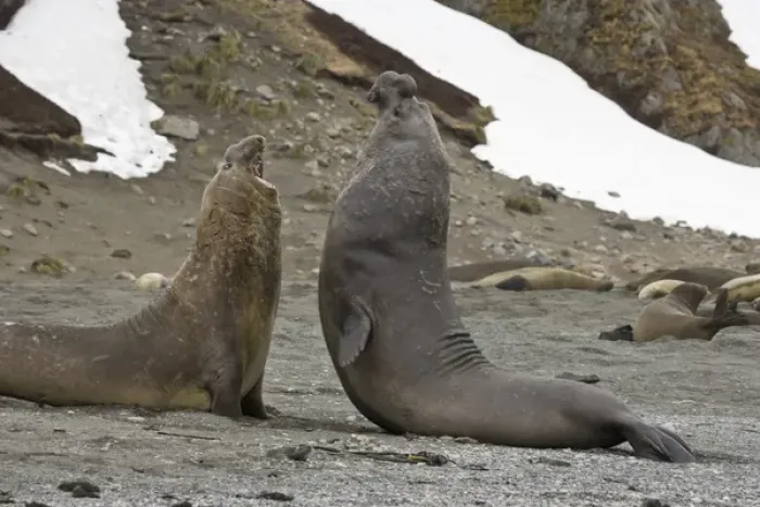 Framed Print : United Kingdom Territory, South Georgia Island. Two bull elephant seals fighting for dominance