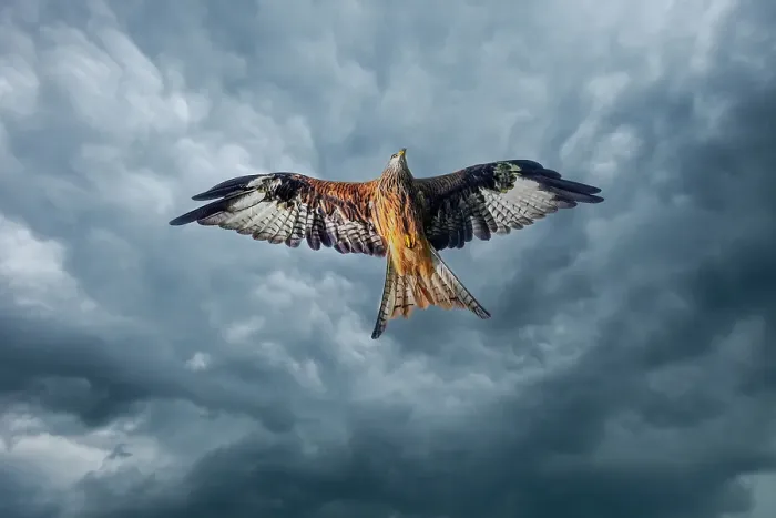 Framed Print : United Kingdom, Wales. Red kite bird in flight. ©Jim Zuckerman / Jaynes Gallery / DanitaDelimont.com Framed Print : United Kingdom, Wales. Red kite bird in flight. ©Jim Zuckerman / Jaynes Gallery / DanitaDelimont.com