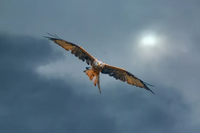 Framed Print : United Kingdom, Wales. Red kite bird in flight. ©Jim Zuckerman / Jaynes Gallery / DanitaDelimont.com Framed Print : United Kingdom, Wales. Red kite bird in flight. ©Jim Zuckerman / Jaynes Gallery / DanitaDelimont.com