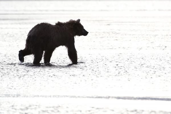 United States, Alaska, Hallo Bay, Katmai National Park. Girzzly bear silhouette while
