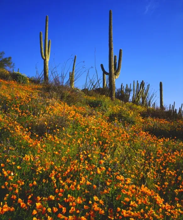 Framed Print : United States of America; USA; Arizona; Organ Pipe Cactus National Monument Wildflowers
