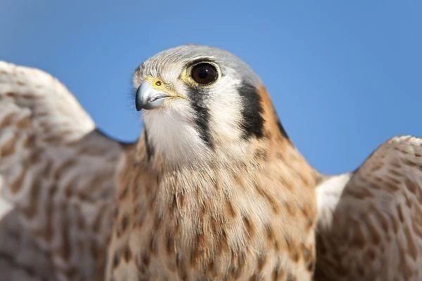 United States, Arizona, Tucson, Arizona-Sonora Desert Museum, American Kestrel (Falco