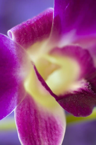 United States, Arlington, Virginia, closeup of pink orchid