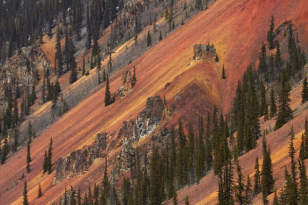 United States, Colorado, San Juan Mountains, trees, and brown, red and yellow iron