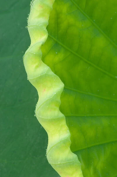 United States, DC, Washington, Kenilworth Aquatic Gardens Edge of lotus leaf uncurling