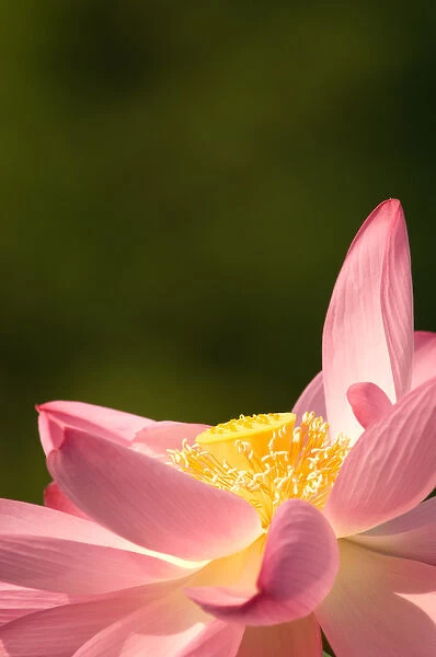 United States, DC, Washington, Kenilworth Aquatic Gardens Pink lotus fully open