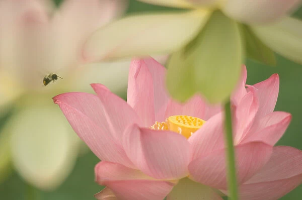 United States, DC, Washington, Kenilworth Aquatic Gardens Pink lotus with bee